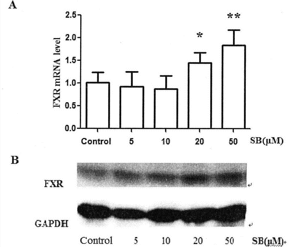 Action mechanism of silybin for preventing liver apoptosis through FXR (Farnesoid X Receptor) path