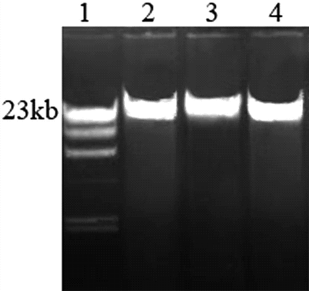 Method for rapidly extracting microbial genomes from soil sample