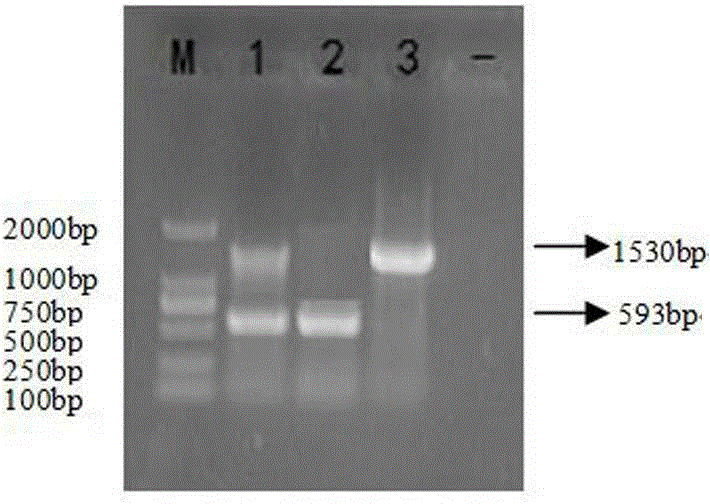 Dual RT-PCR (reverse transcription-polymerase chain reaction) detection for CDV (canine distemper virus) and CPIV (canine parainfluenza virus) and special primer for detection
