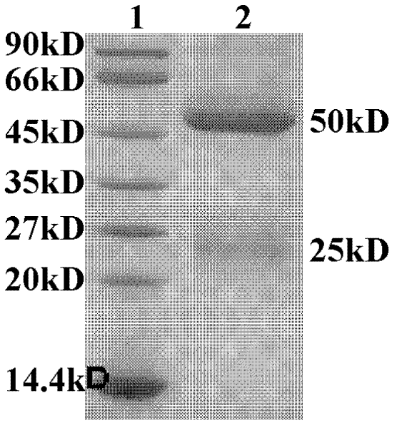 Synthetic pokeweed antiviral protein (PAP) antigen and antibody, and preparation method and application thereof