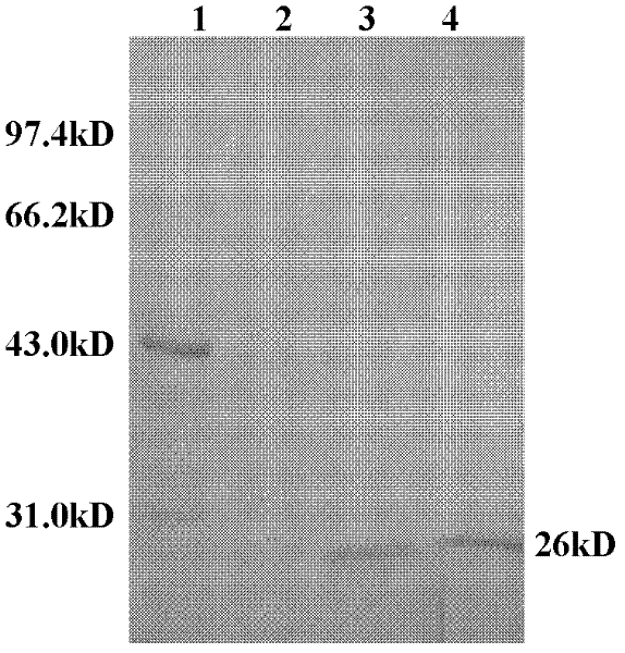 Synthetic pokeweed antiviral protein (PAP) antigen and antibody, and preparation method and application thereof