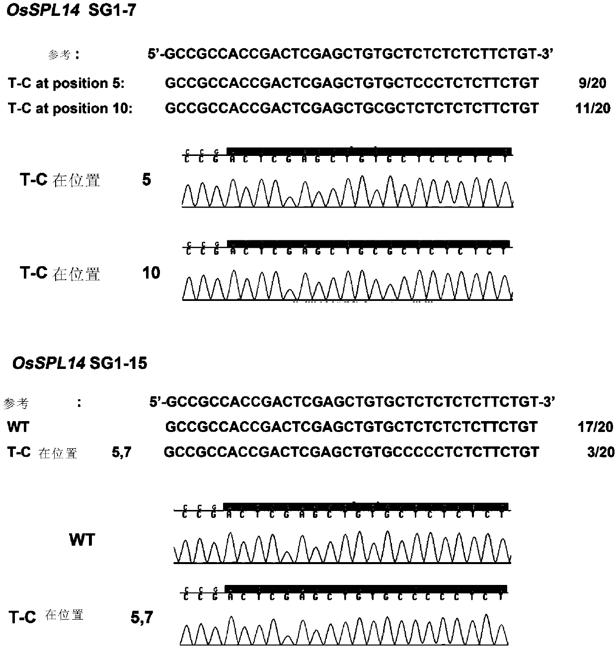 Method for site-directed replacement of plant genome