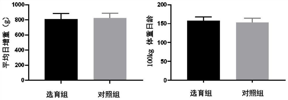 Breeding method of disease-resistant pigs