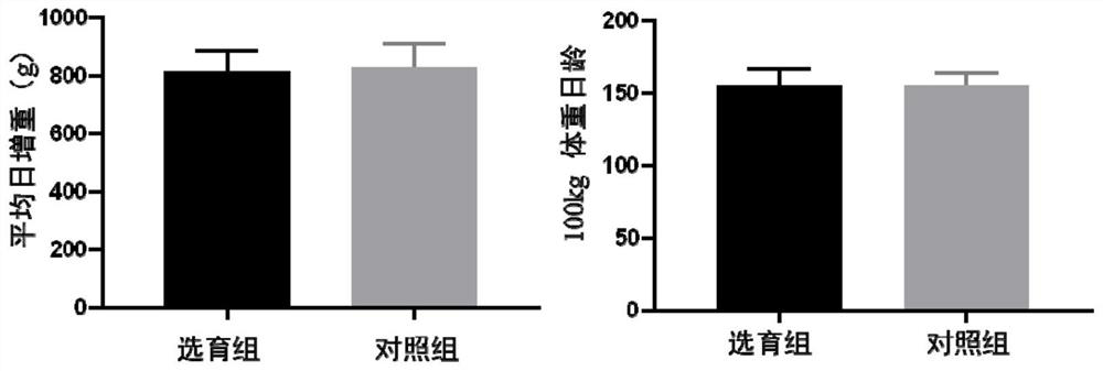 Breeding method of disease-resistant pigs