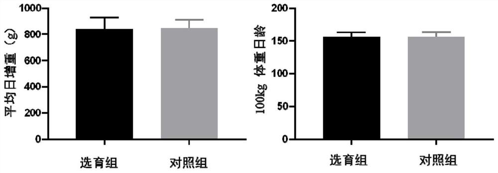 Breeding method of disease-resistant pigs