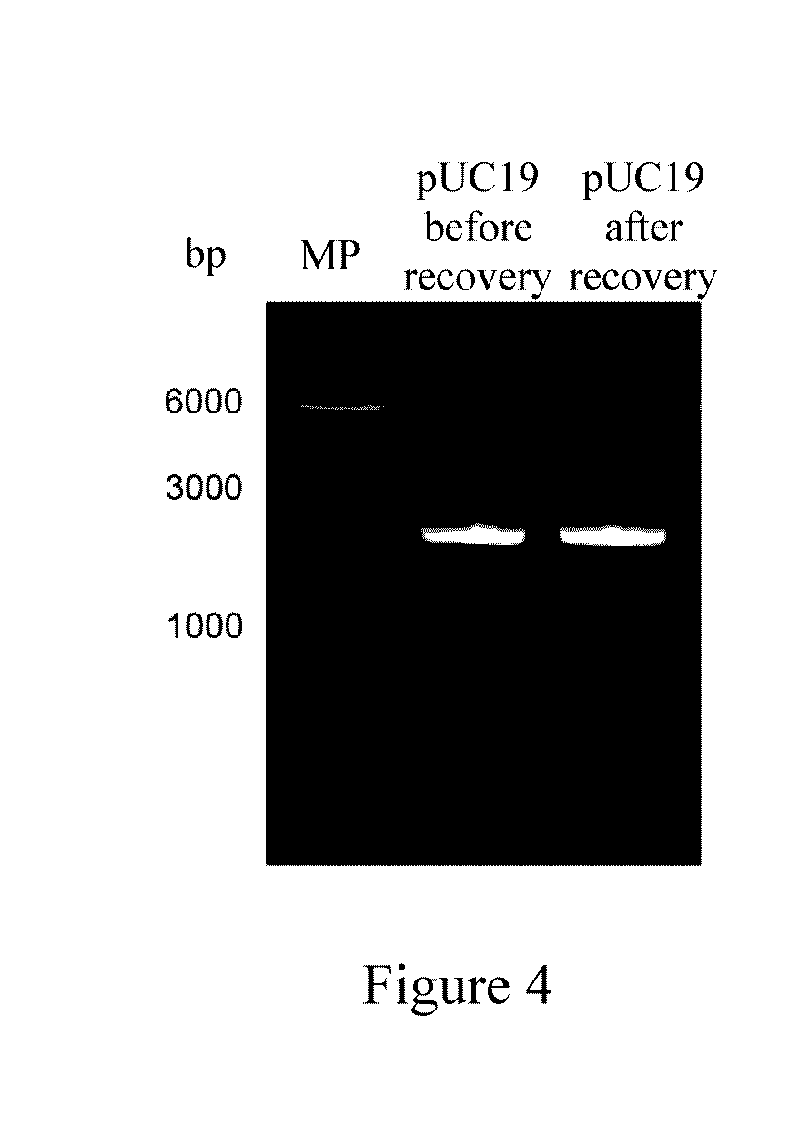 Agarase, composition containing the same, and application thereof