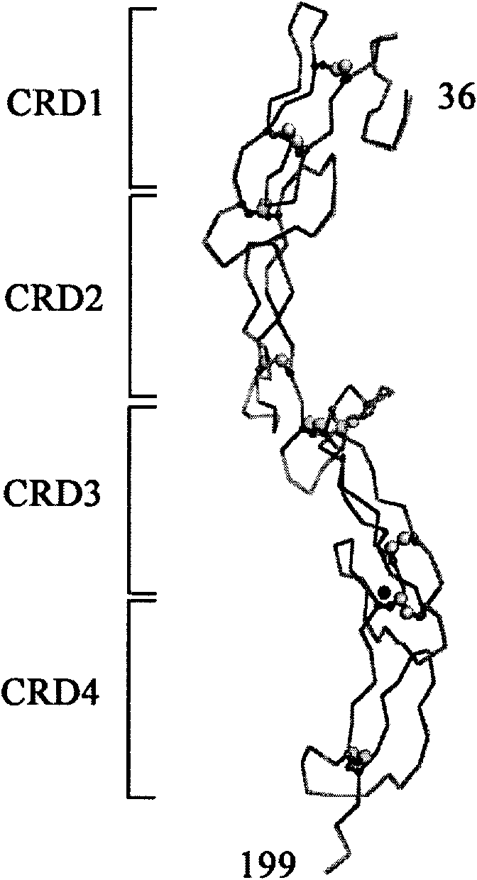 Crystal of rat RANK/RANKL extracellular compound, preparation method and application thereof