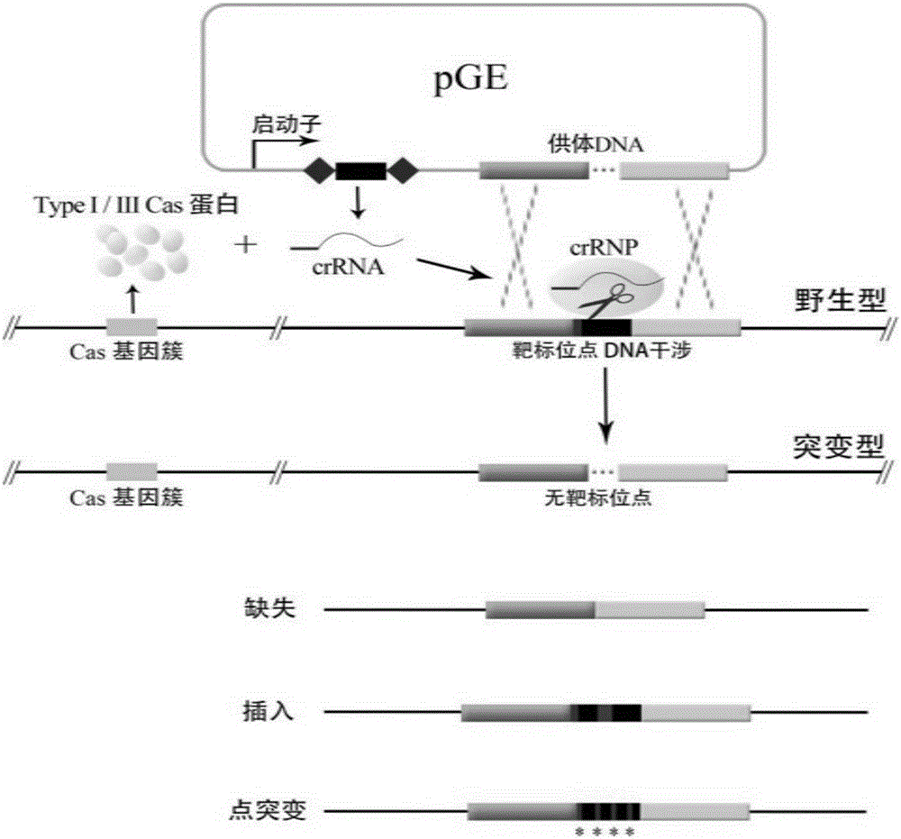 Method for editing prokaryotic genomes using endogenic CRISPR-Cas (CRISPR-associated) system