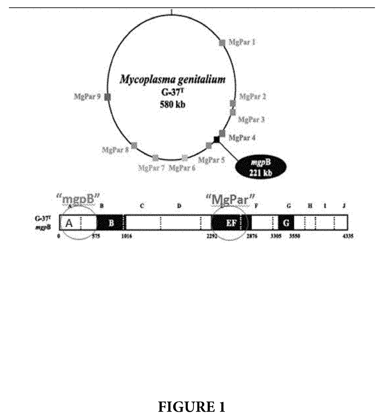 Compositions and methods for detection of mycoplasma genitalium