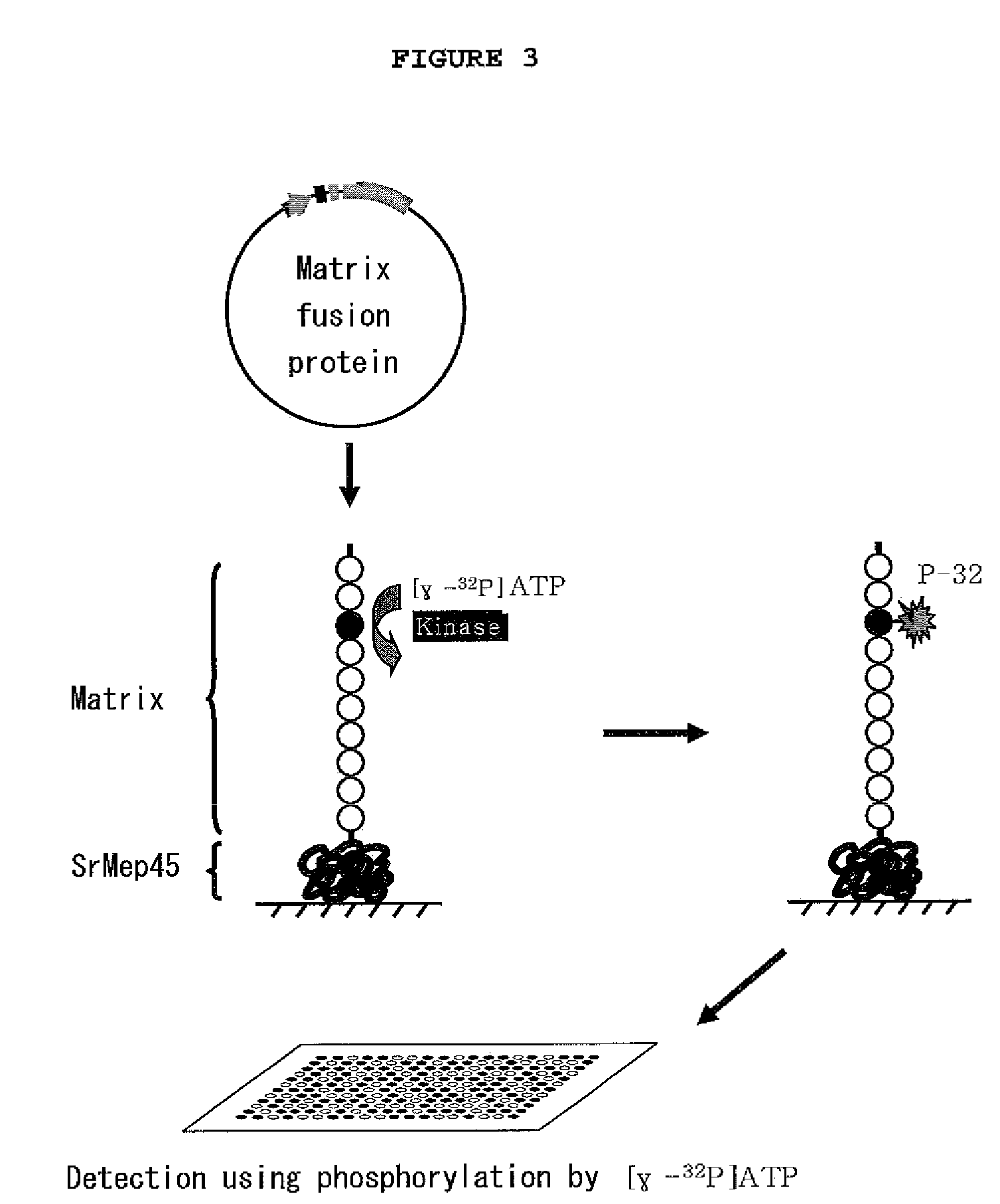 Biochip for the detection of phosphorylation and the detection method using the same