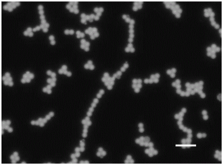 Method for preparing melamine-formaldehyde resin fluorescent microspheres