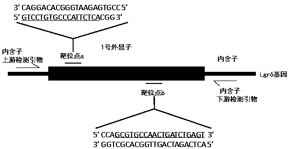 Method for selective breeding of Lgr6 gene deletion type zebrafish through gene knock out