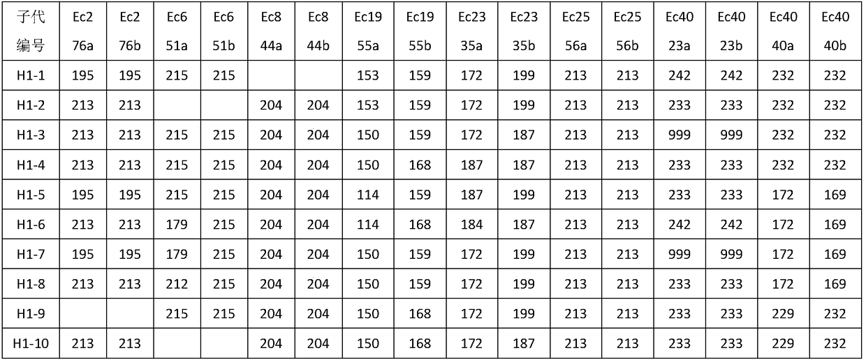 Microsatellite marker combination for identifying family of palaemon carinicauda and application