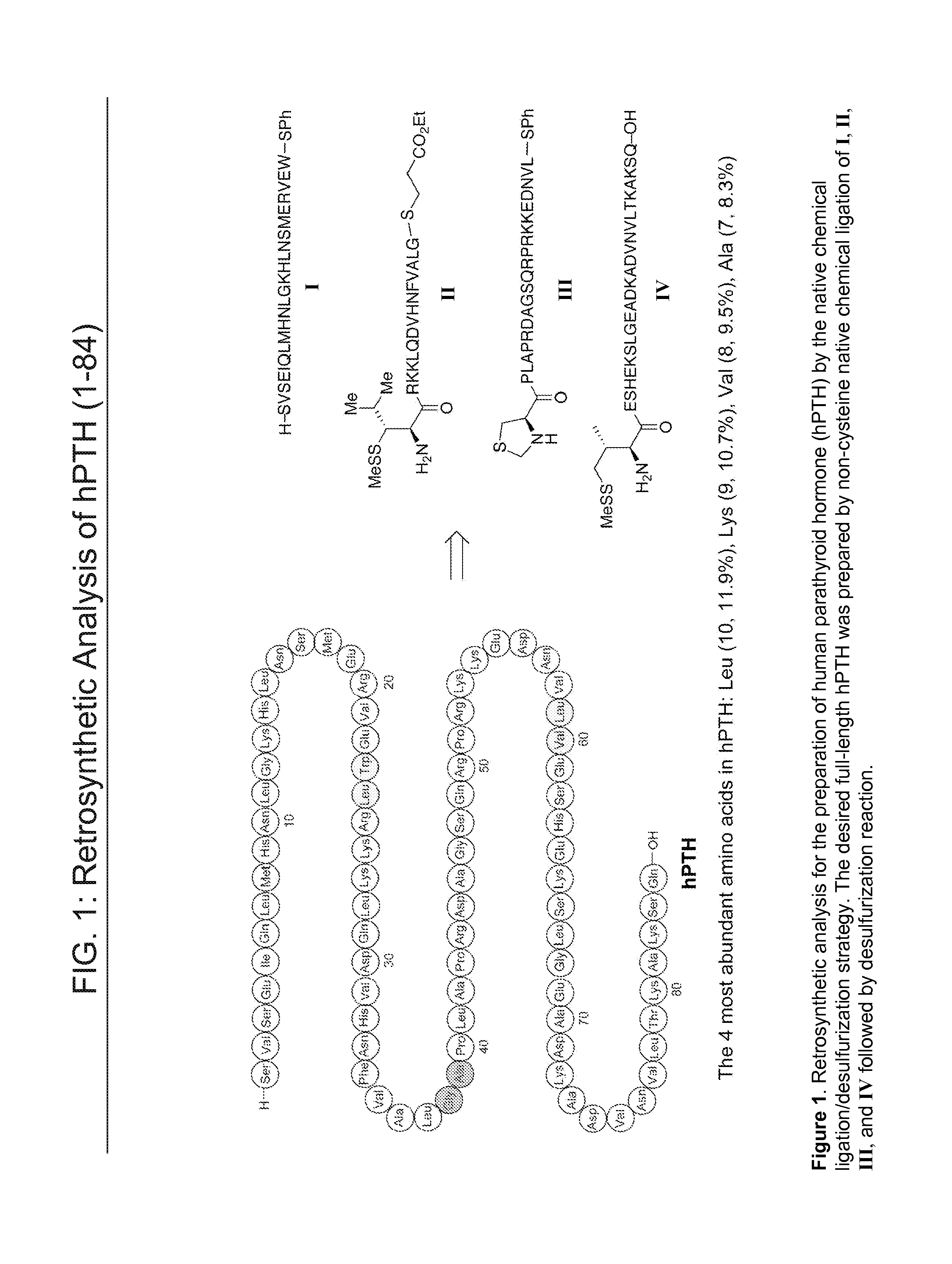 Parathyroid hormone analogs, compositions and uses thereof