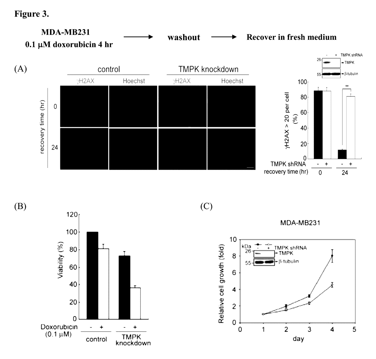 Targeting human thymidylate kinase induces DNA repair toxicity in malignant tumor cells