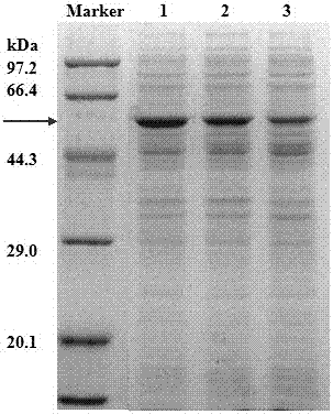 A gene-knockout Escherichia coli beneficial to extracellular secretion of recombinant protein and its application