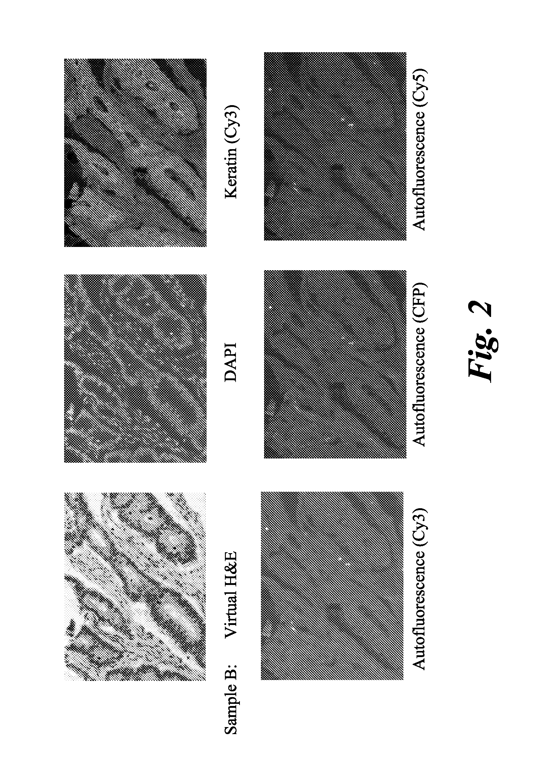 System and methods for generating a brightfield image using fluorescent images
