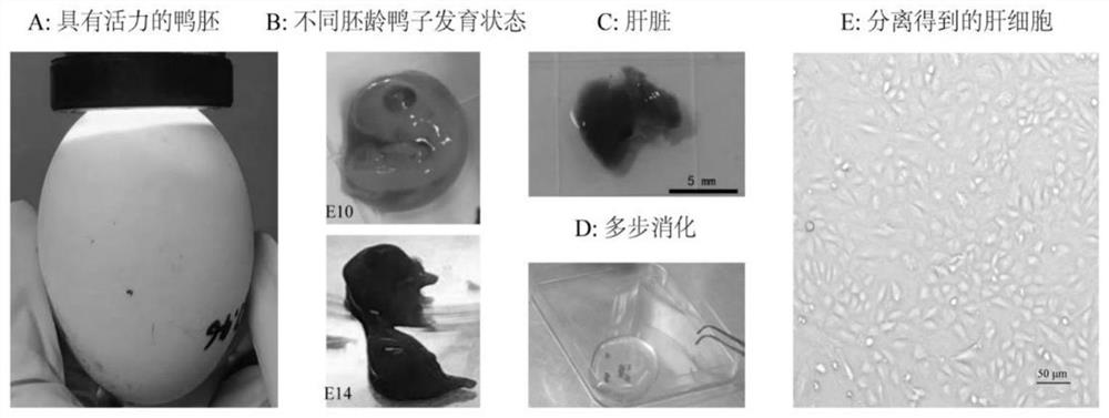 Duck embryo primary hepatocyte separation culture method