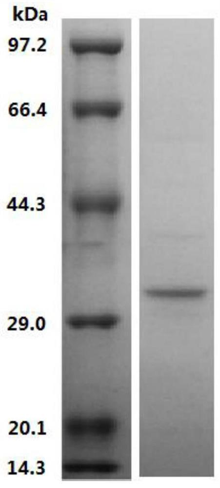 Amide hydrolase SaAH and coding gene and application thereof