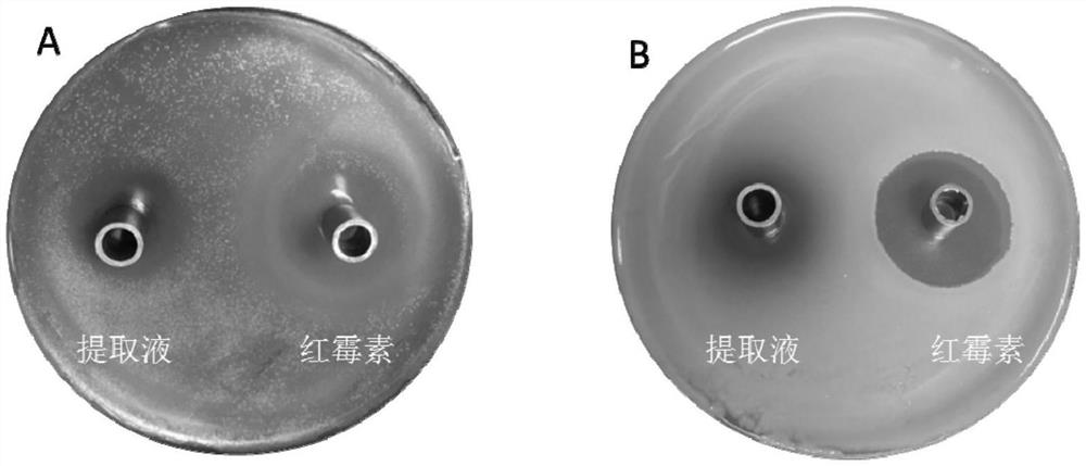 A kind of Huaxiangshu fruit sequence skin care emulsion and its preparation method and application