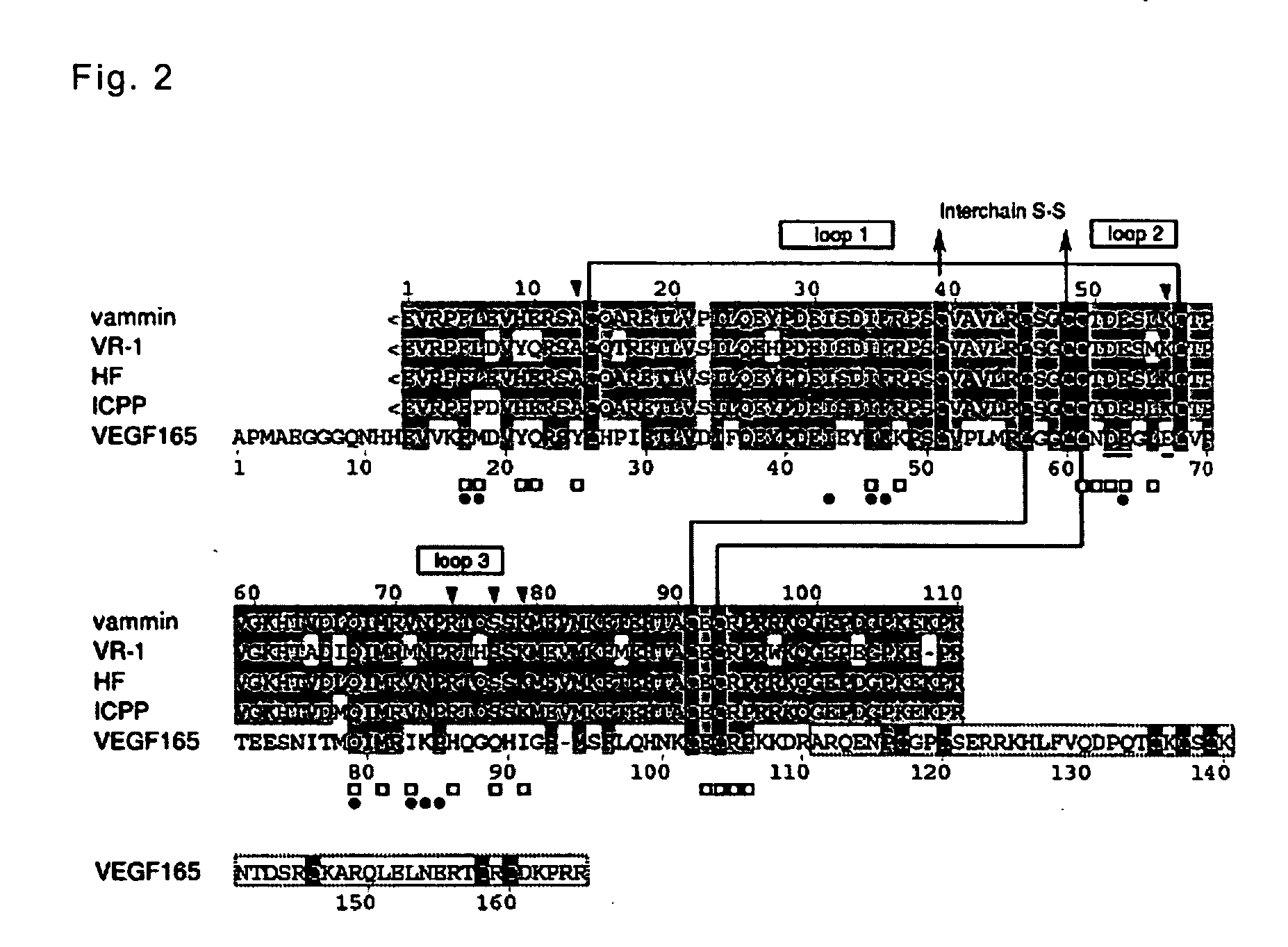 Venom-derived vascular endothelial growth factor-like protein having binding activity specific to vascular endothelial growth factor receptor type 2 and use thereof
