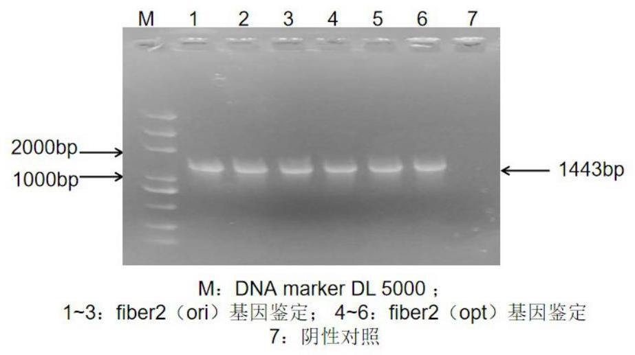 Nucleotide sequence, fiber2 protein, expression method of fiber2 protein and duck type 3 adenovirus and duck tembusu virus bivalent inactivated vaccine