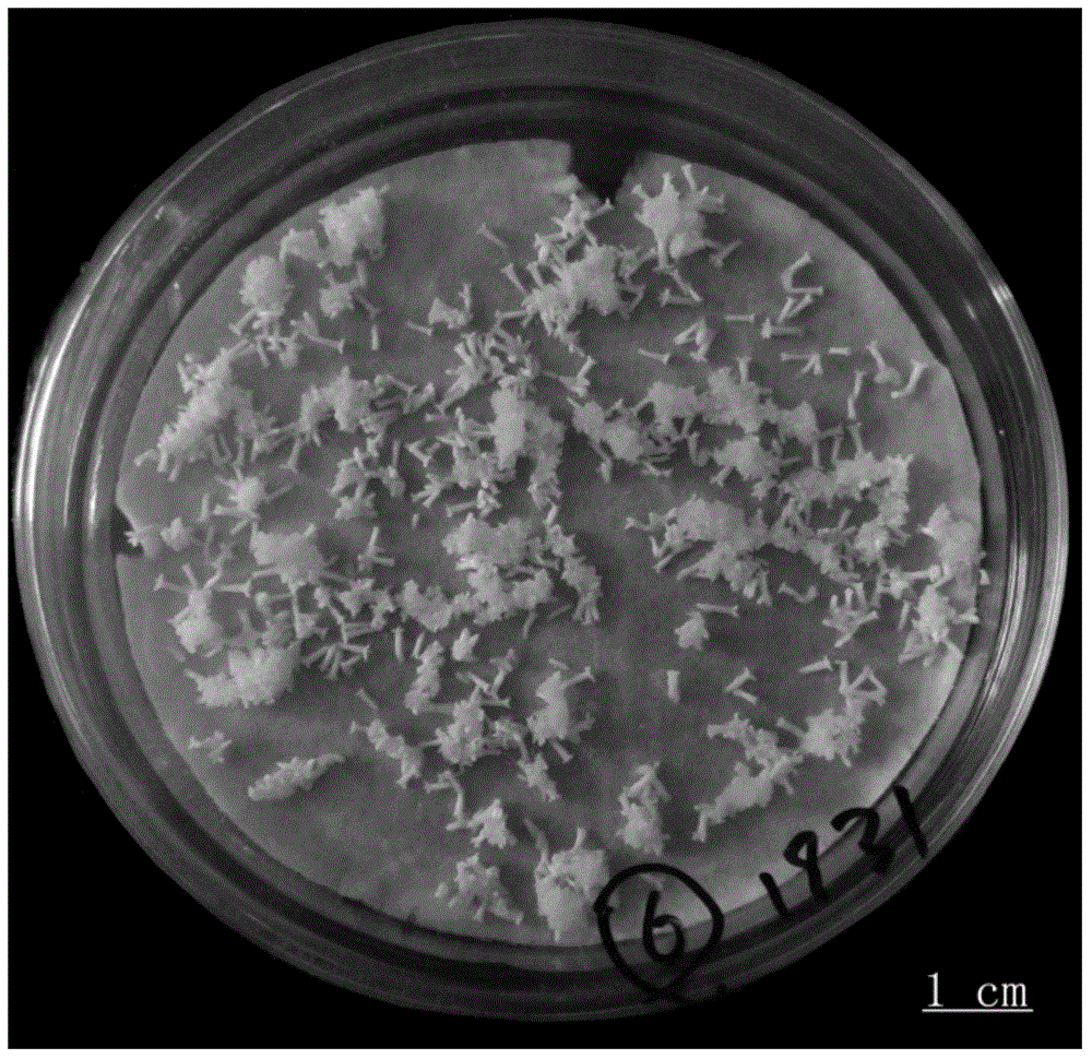 Somatic Embryogenesis and Plantlet Regeneration of Picea twigs