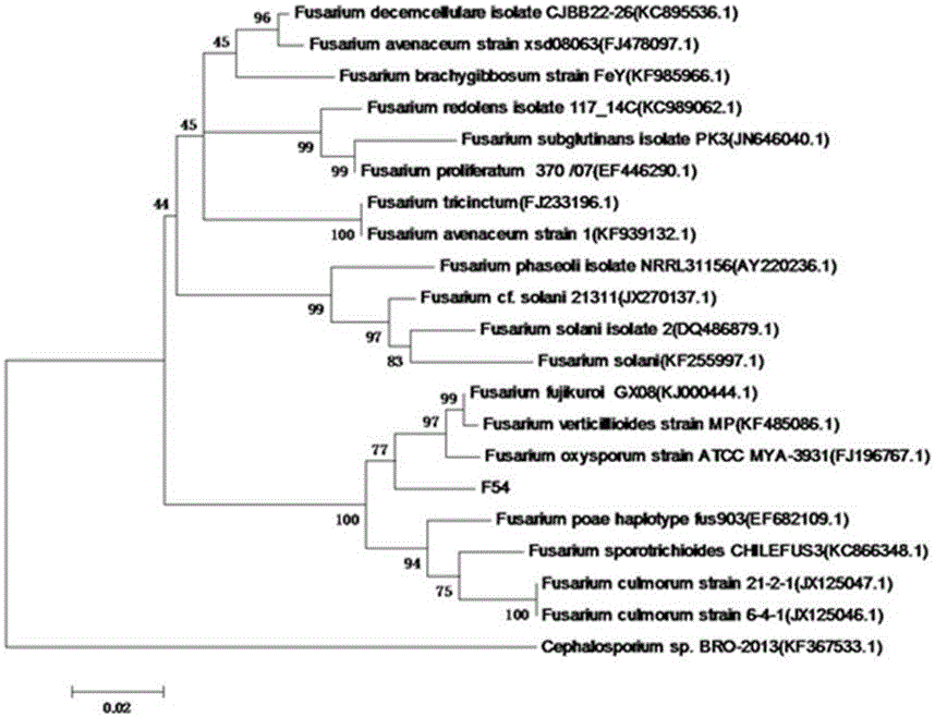 A radiation-resistant Fusarium fungus and its application in biological treatment of adsorbed cesium