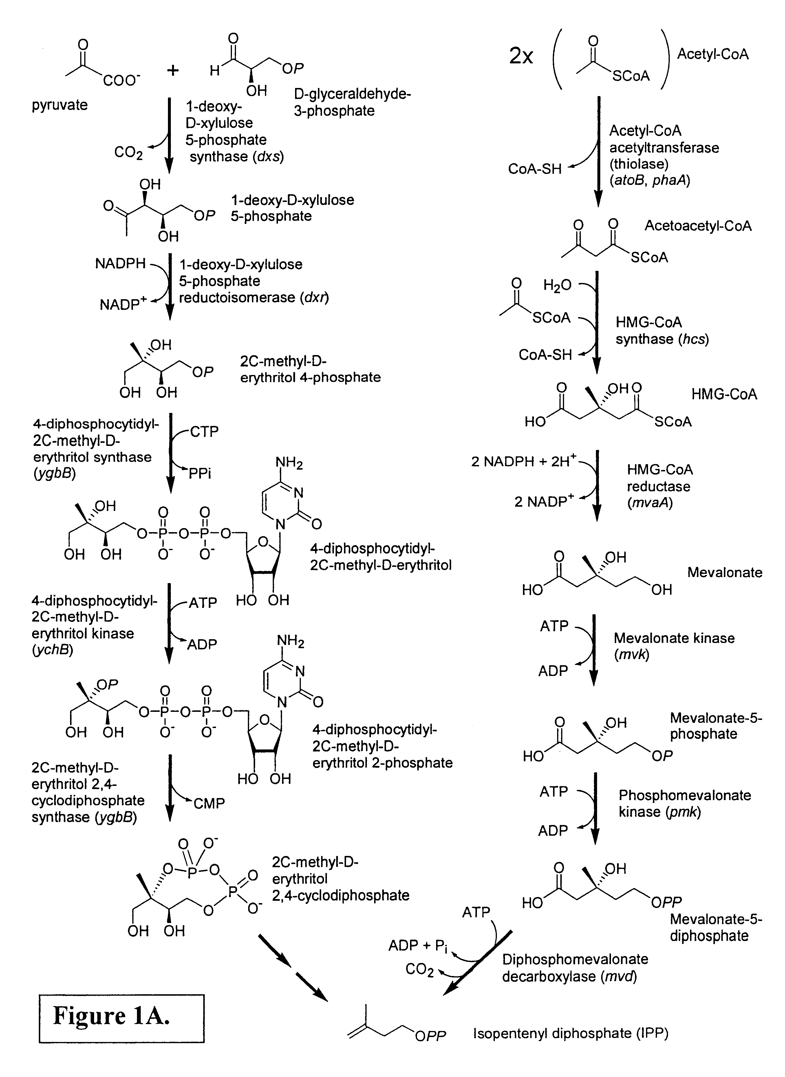 Isoprenoid production