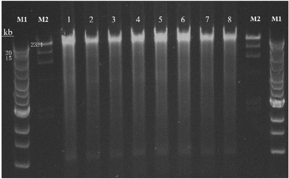PCR (polymerase chain reaction) primer for amplifying PKD (polystic kidney disease)1 exon ultra-long fragment, kit for detecting PKD1 gene mutation and application