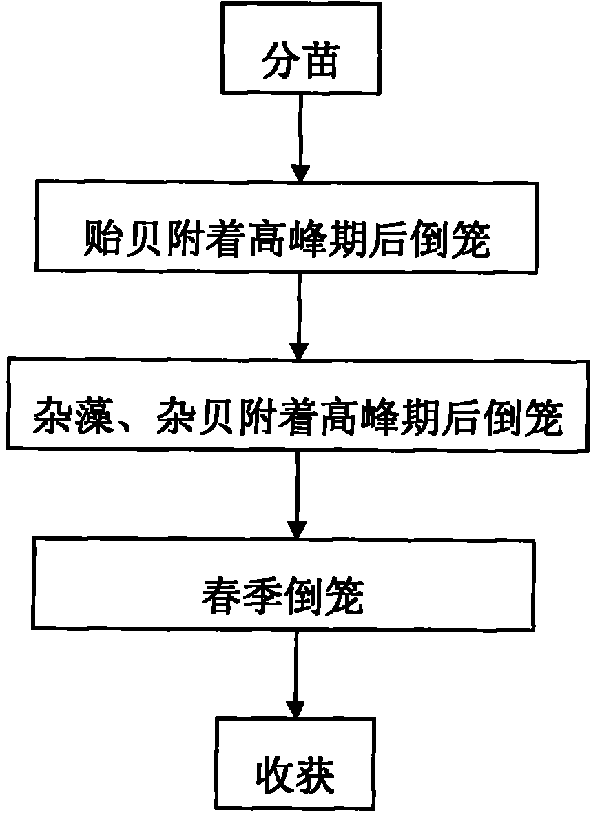 Method for culturing one-year patinopecten yesoensis