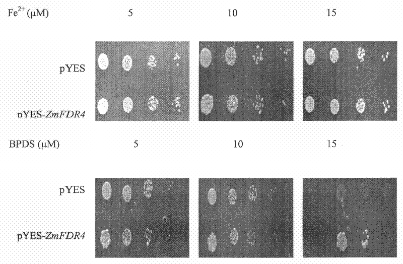 Complementary deoxyribonucleic acid (cDNA) sequence related to iron deficiency of plant and encoded protein and application thereof