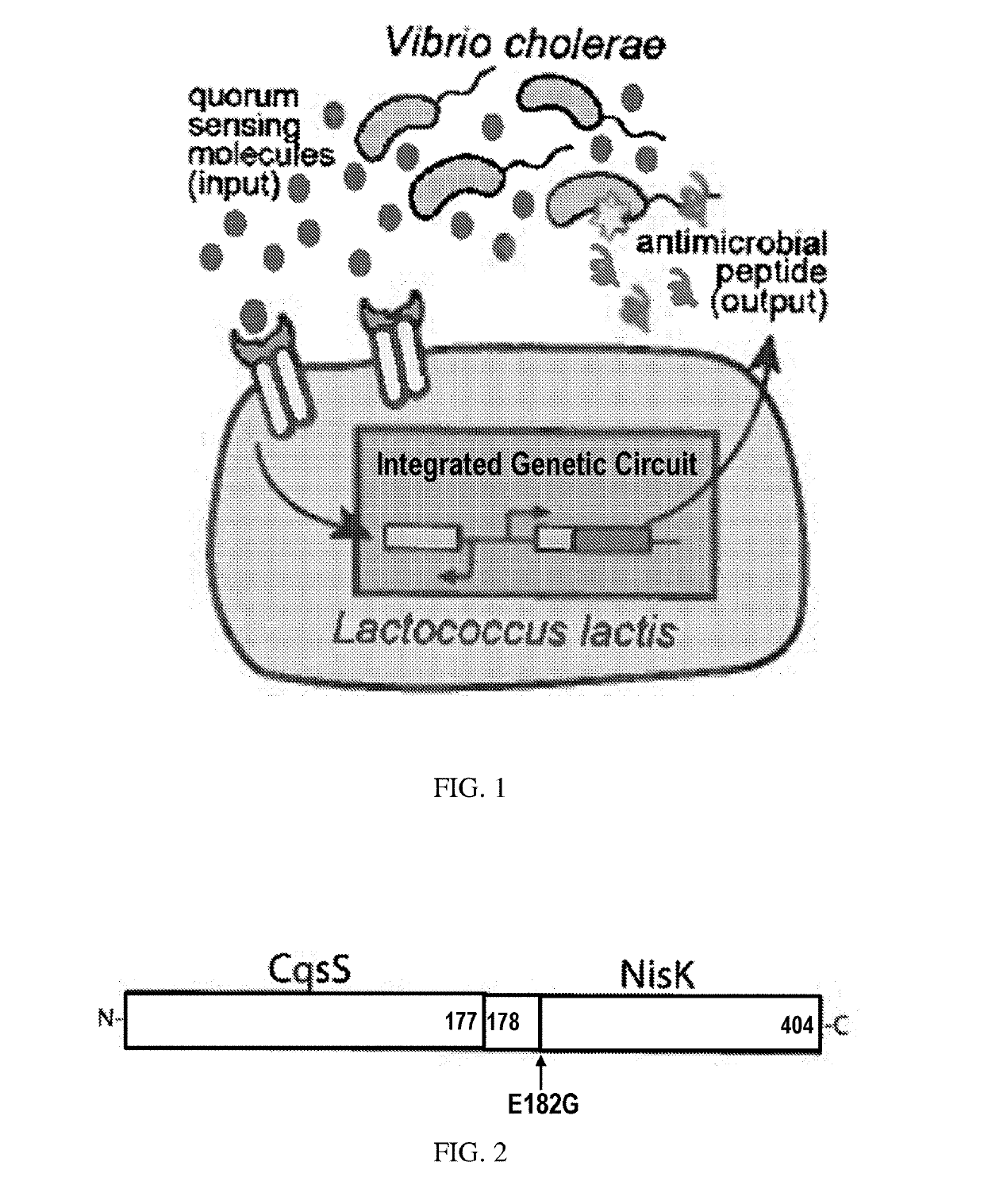 Synthetic hybrid receptor and genetic circuit in bacteria to detect enteric pathogenic microorganisms