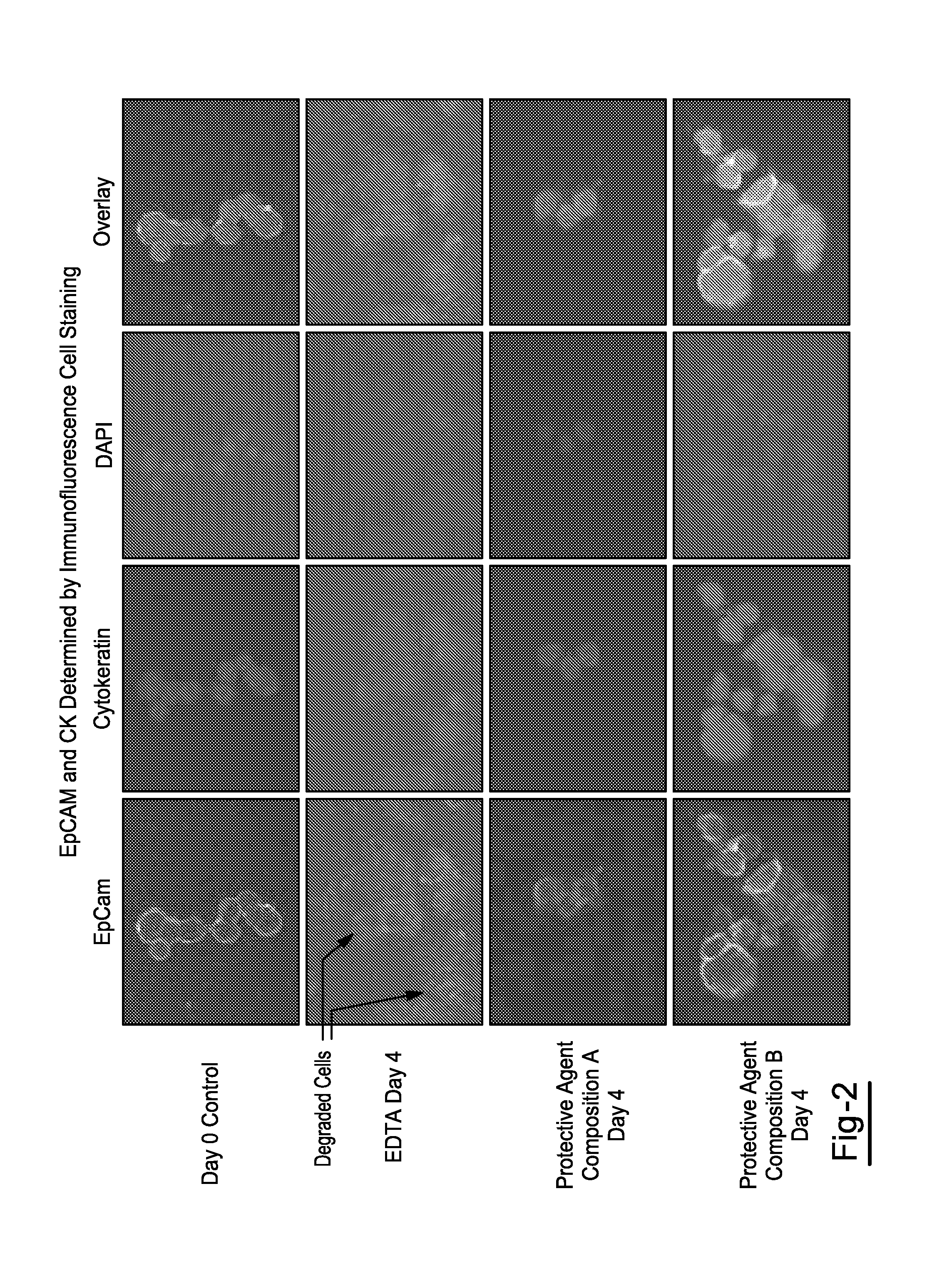 Compositions and Methods for Stabilizing Circulating Tumor Cells