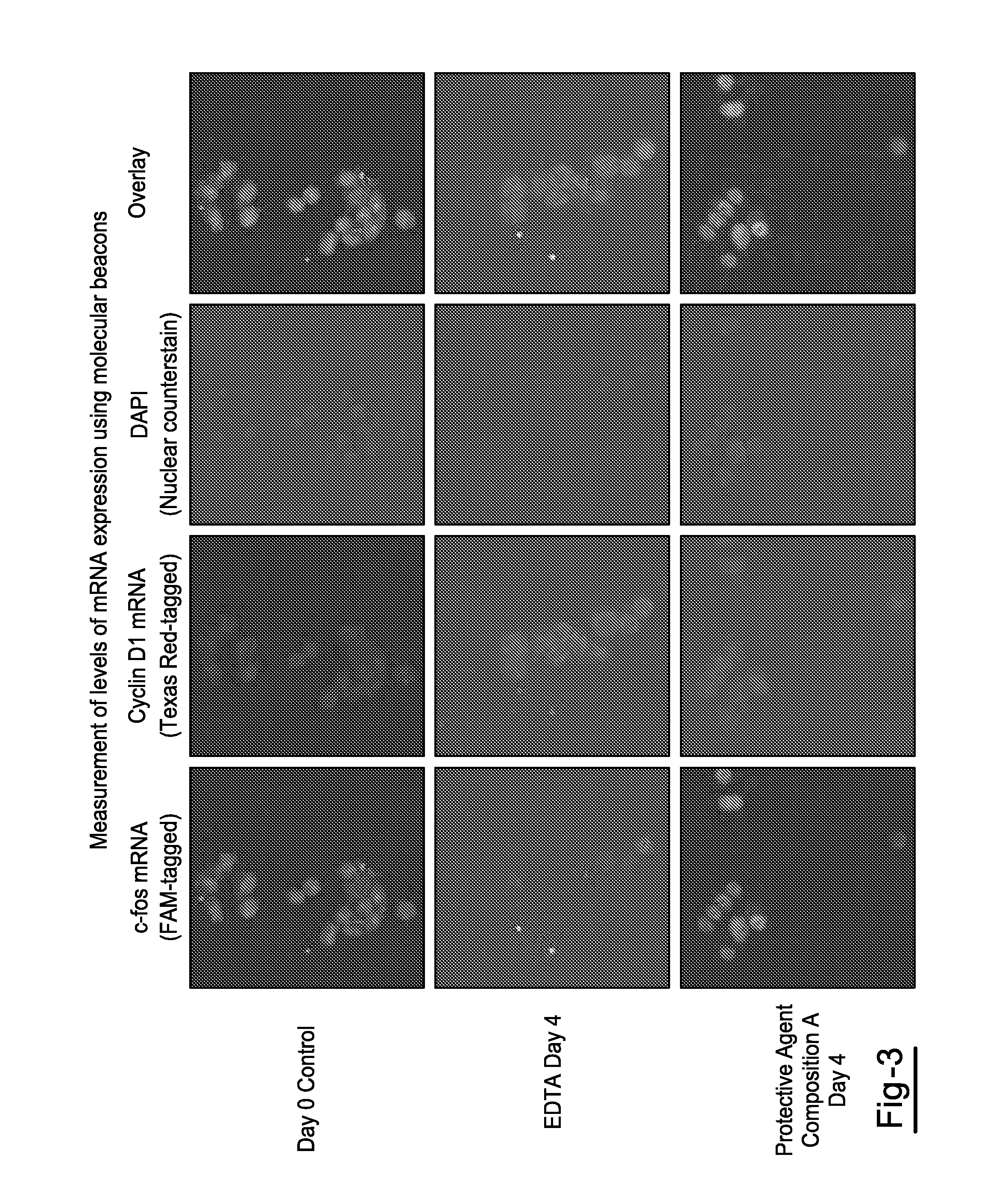 Compositions and Methods for Stabilizing Circulating Tumor Cells