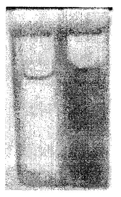 Benzothiazole compound and preparation method thereof, and application as probe for hypobromous acid