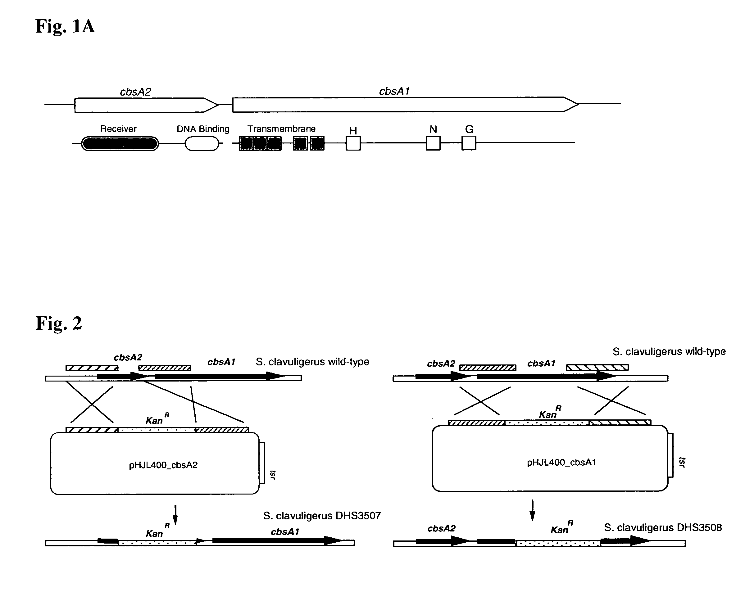 Biological production of clavulanic acid and related compounds