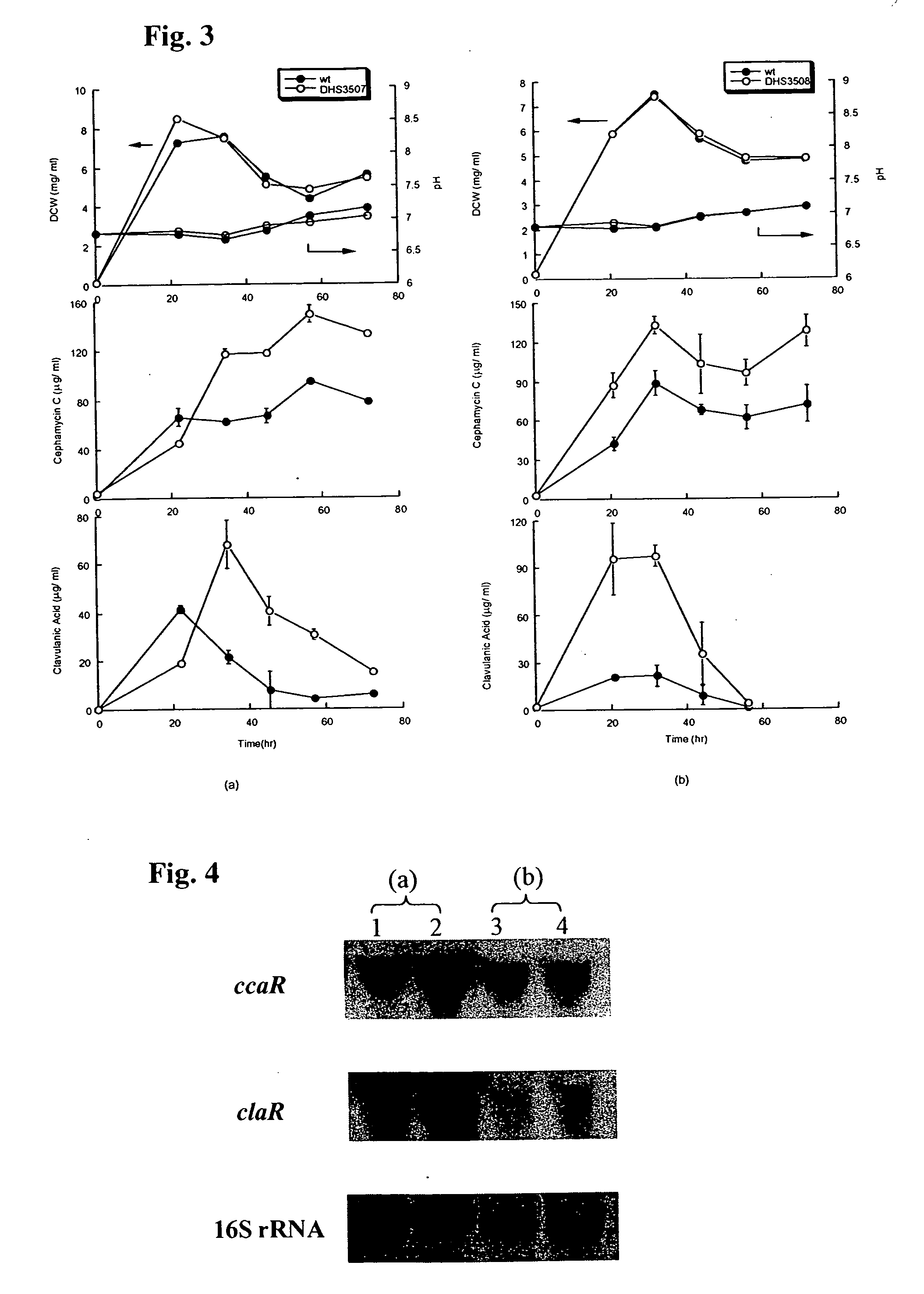 Biological production of clavulanic acid and related compounds