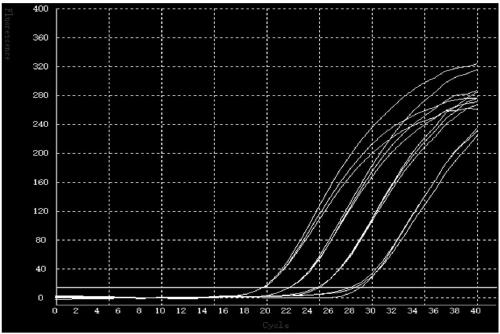 Hantavirus ultra-fast fluorescent PCR detection kit and primer probe combination thereof