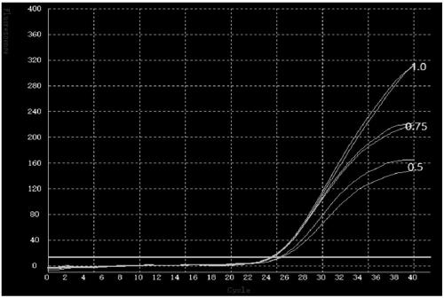Hantavirus ultra-fast fluorescent PCR detection kit and primer probe combination thereof