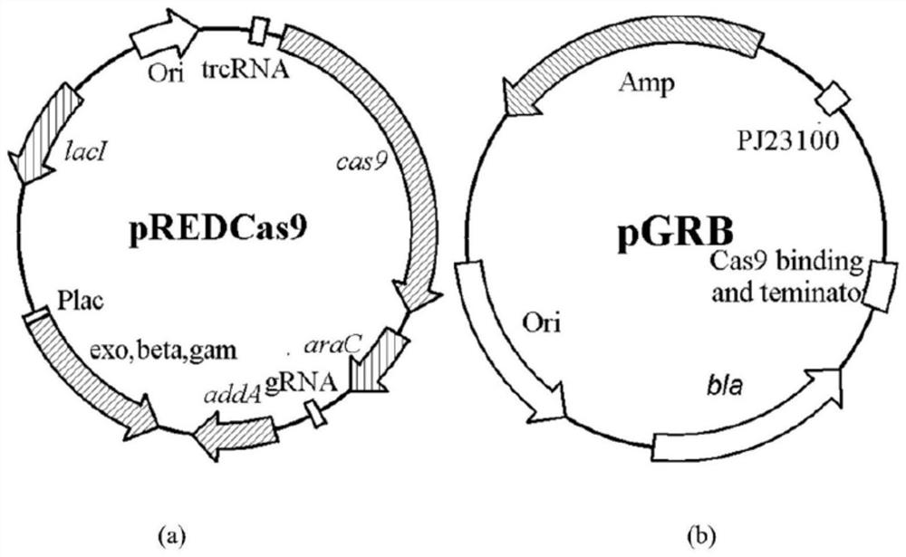 Genetically engineered bacterium for producing orotic acid as well as construction method and application of genetically engineered bacterium