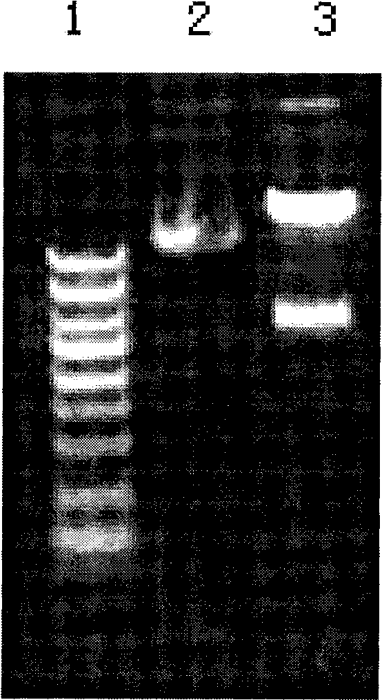 Non-integration slow virus vector system and preparation and application thereof