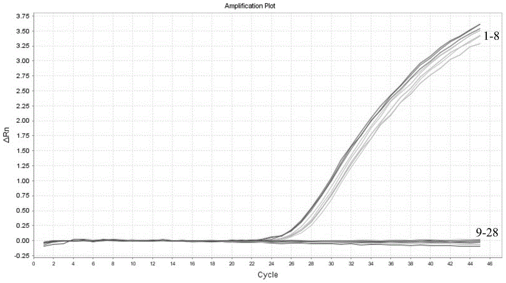 Heterodera filipjevi Taqman MGB probe real-time quantitative PCR detection method and application thereof