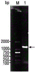 Application of glutathione reductase to binding of penicillin antibiotics