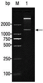 Application of glutathione reductase to binding of penicillin antibiotics