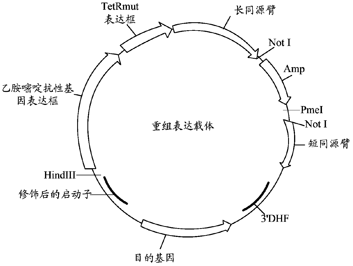 Controllable Genome Modification Plasmodium, Recombinant Expression Vector and Construction Method, Application