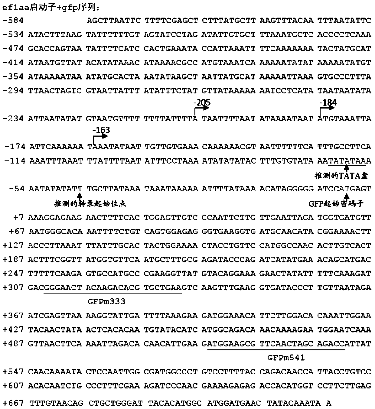 Controllable Genome Modification Plasmodium, Recombinant Expression Vector and Construction Method, Application