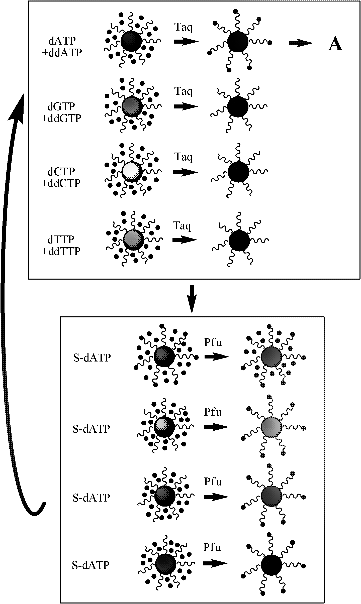 Nucleotide sequence analysis method based on magnetic separation and high-fidelity polymerase correction function