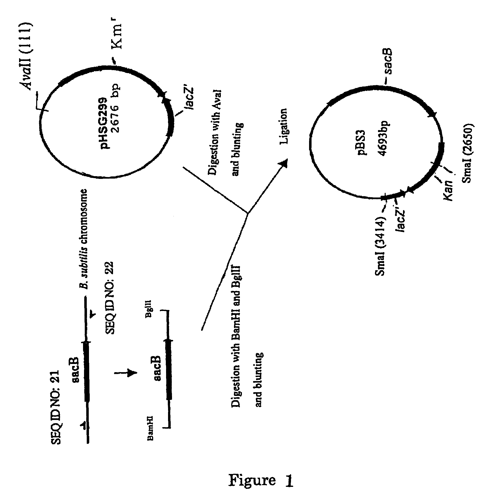 L-glutamic acid-producing microorganism and a method for producing L-glutamic acid