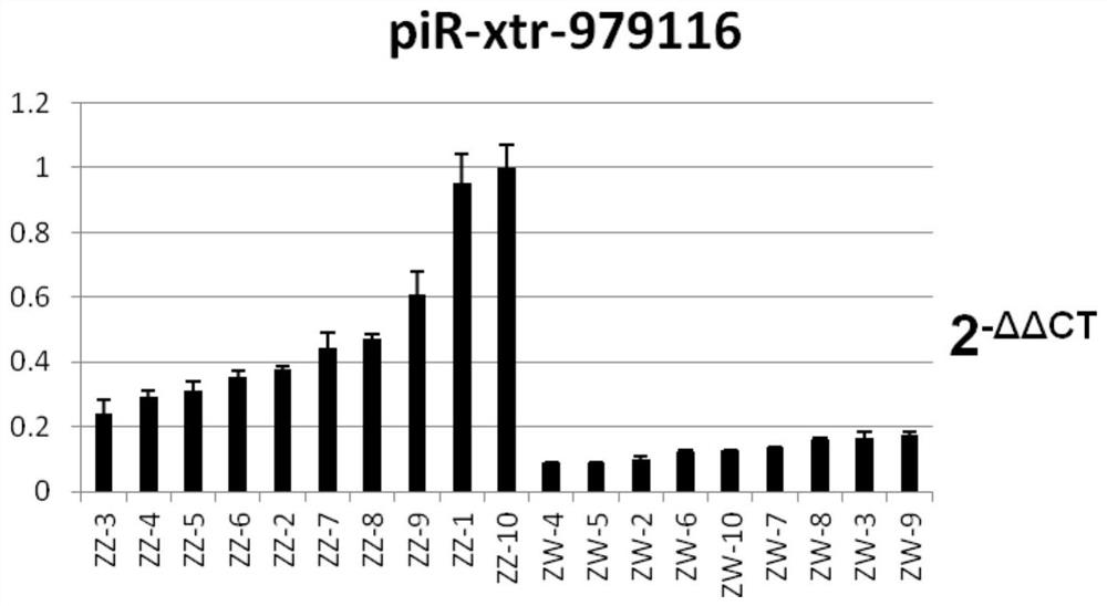 Application of sex label pir-xtr-979116 in tongue sole